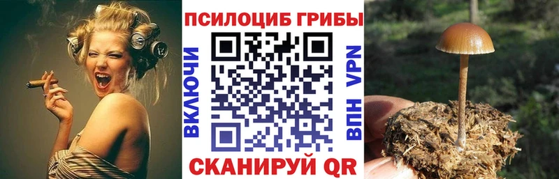 дарнет шоп Шадринск Галлюциногенные грибы Psilocybine cubensis